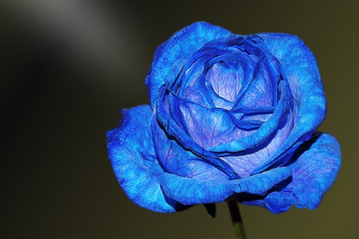 ユニーク待ち受け 壁紙 青い バラ すべての美しい花の画像